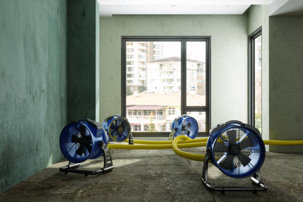 Best Professional water damage repair  in Douglas, MI